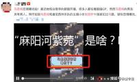 “麻陽河紫菀”是啥？咋發現的？
