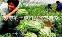 發芽的土豆可以吃嗎有沒有毒
