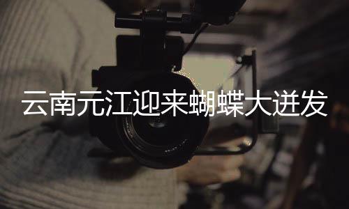 【51吃瓜出品】云南元江迎蝴黑瓜漫天飄動