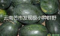 云南芒市發現極小種群野生植物絢麗含笑