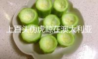 上百頭偽虎鯨在澳大利亞一海灘大規模停滯