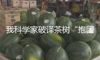 我科學家破譯茶樹“抱團取暖”暗號