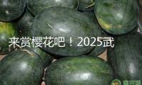 來賞櫻花吧！2025武漢櫻花花期預告出爐