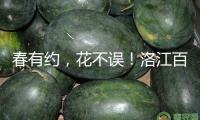 春有約，花不誤！洛江百畝櫻花開放迎客