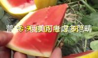 普京：俄美可考慮多范疇協作 兩國企業“正在觸摸”