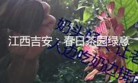 江西吉安：春日茶園綠意盎然 農人上肥管護促豐盈