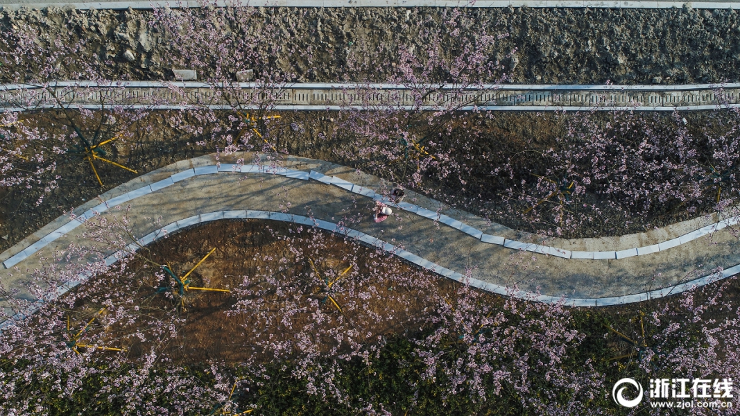【91黑料在線】王思雨牽著機器狗露臉球場