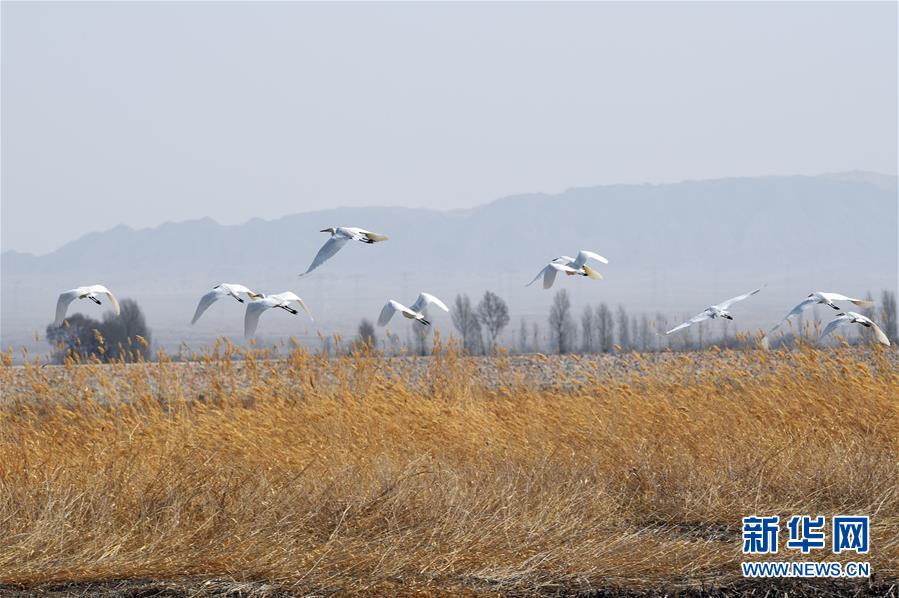 【明星爆料匯總(超清)】七妹、正式檳榔是嚴格控制