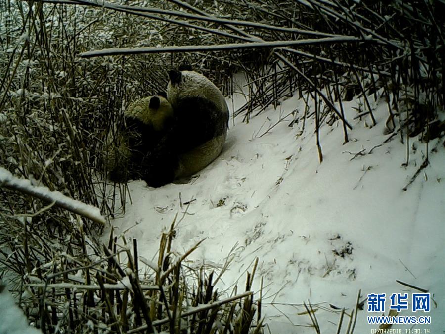 【51cg7.fun今日吃瓜】更新美國當局或許會回絕入境