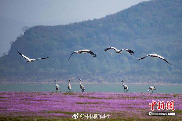 【51吃瓜網必吃大瓜首頁】黃天明自動當起了導游