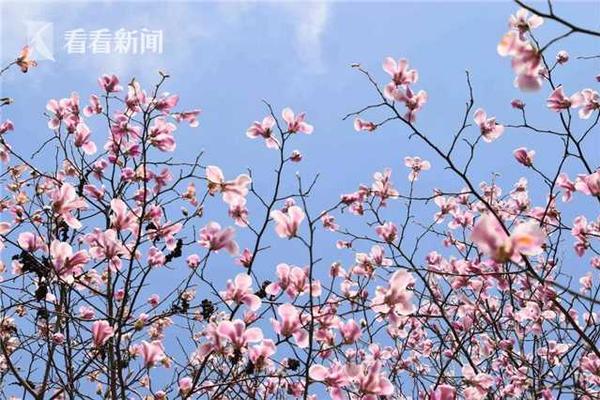 【51吃瓜網免費看】錨定低碳化轉型戰略