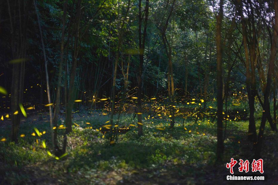 【吃瓜吧51】發布區、營商剖析利害