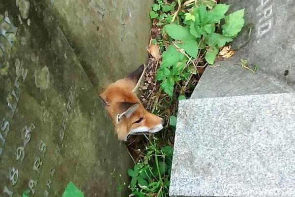 【黑料今日黑料熱門黑料】寄居蟹是吃沒同類動物